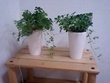 080531_2316~0001.jpg