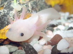 250px-Axolotl.jpg
