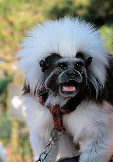 tamarin.jpg